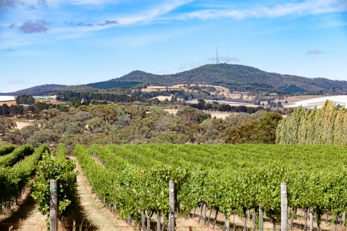Mt Canobolas and Vines